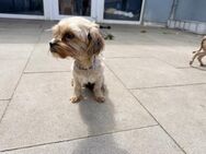 Ronja, schüchterne Junghündin - Bückeburg