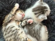 Kitten suchen ein liebevolles Zuhause - Hörstel
