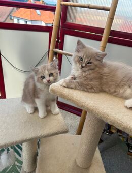 Ragdoll / Heilig Birma Kitten mix - Breitungen (Werra)
