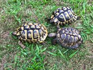 Griechische Landschildkröten (Thb)1,2 Zuchtgruppe , Weibchen aus eigener Nachzucht - Königsbrück