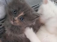 3 kleine Maine Coon/BLH Kitten - Lehrte