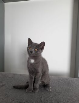 Katzen babys - Donauwörth Zentrum