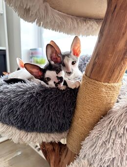 Cornish Rex Kitten Verfügbar - Chemnitz