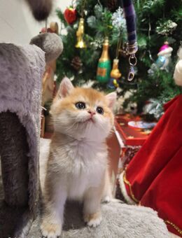 BKH-Kitten Gold - Paderborn