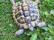 Zwei männliche Griechische Landschildkröten von 2010 und 2011 - Gärtringen