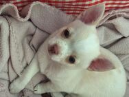 Wunderschöner Typvoller Chihuahua Welpe - Altenburg