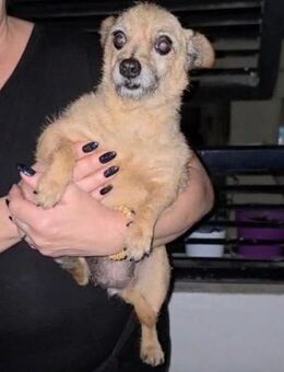 Fani, wie ein Lumpen behandelt - Geilenkirchen