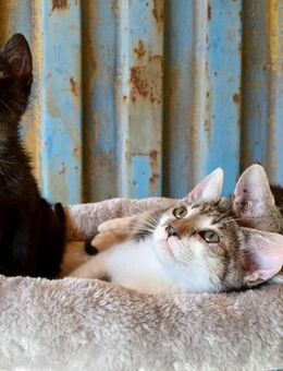 🌟Mutiger Babykater Emil🌟 - Eislingen (Fils)