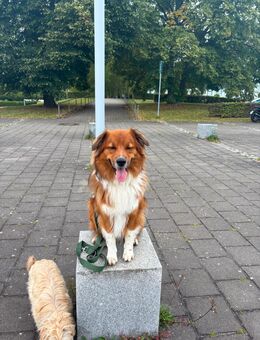 Australien Shepherd - Erfurt