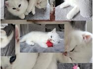 BKH KITTEN mit Stammbaum - Dierdorf