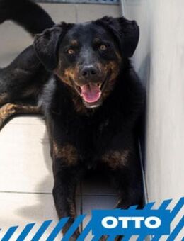 Otto - kleiner/großer Top Dog - Berlin