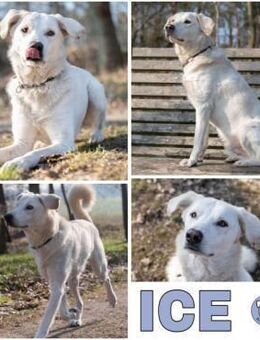 ICE -sucht erfahrenes Zuhause- - Duisburg