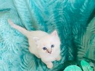 Reinrassige Ragdoll Kitten in Seal Lynx und Blue - Essen