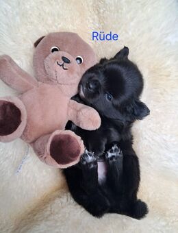 Bald abholbereit!! Noch 1 kleines Kuschelbärchen (rüden) chihuahua mix welpen (pomchi) - Mörfelden-Walldorf