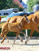 Stute, Freizeitpferd, Zuchtstute, Staatsprämienstute von Quaterback abzugeben! in 09623
