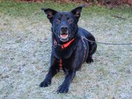 Black Conan - Mischling - 4 Jahre - Tierhilfe Franken e.V. - Lauf (Pegnitz) Zentrum