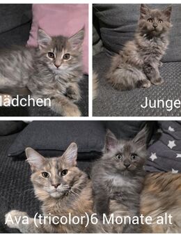 MainCoon kitten Suchen ein neues Zuhause - Orenhofen