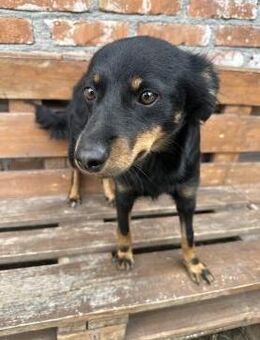 Annie - Menschenbezogene Hündin - Berlin