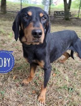 Toby ein freundlicher Bub - Flörsheim-Dalsheim