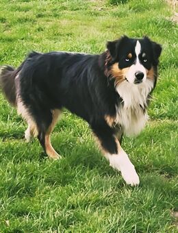 Deckrüde Australian Shepherd - Borgentreich (Orgelstadt)