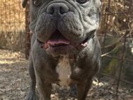 Blaugetiegerte Fr.Bulldogge ODDIE sucht# - Essen