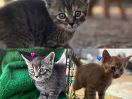 Drei zuckersüße Katzenbabys suchen ab dem 7. August ein liebevolles Zuhause - Barby (Elbe) Lödderitz