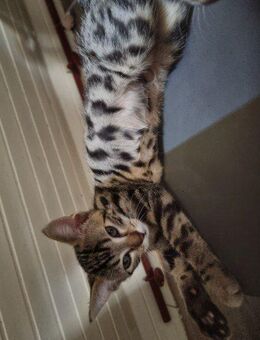 Bengal Kater zu verkaufen - Remshalden