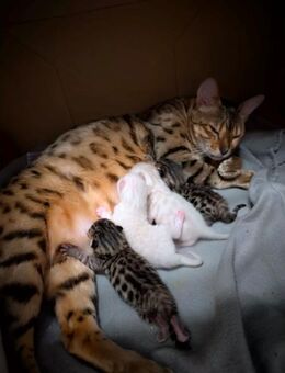 BENGAL - KITTEN mit vererbbaren Genpotential - Lippstadt