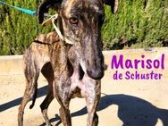 Marisol de Schuster hübsche Galga 6/22ES - Ruppertsecken