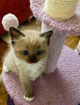 Reinrassige Ragdoll Kitten Ende Oktober abzugeben - Erftstadt Zentrum