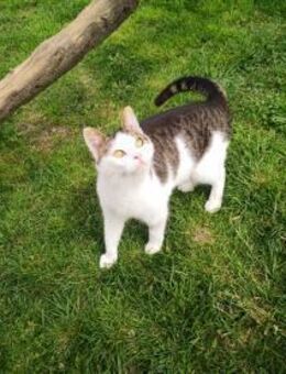 Odin - sanfter Begleiter sucht Zuhause - Walluf