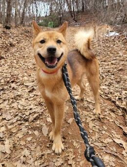 Birch sucht ein Zuhause oder PS ♥ - Ebstorf (Klosterflecken)