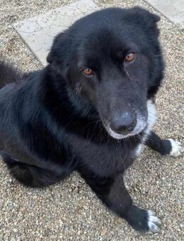 ZEUS (4 Jahre, offen, menschenbezogen) - Köln