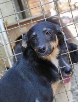 Anika sucht geduldige Familie - Schwabach