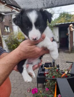 7x labrador Mix kleinbleibend - Wurzen