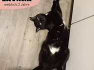 🖤💥 Katze Lavinia aus 01069 Dresden 💥🖤 - Dresden