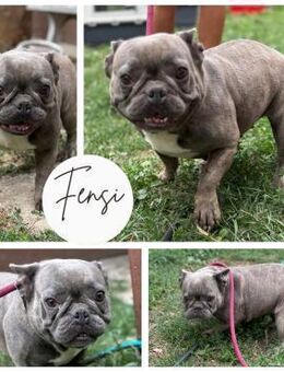 FENSI PP wunderschöne Bully Dame sucht - Neustadt (Rübenberge)