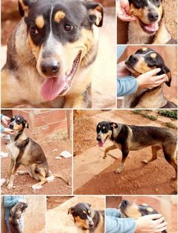 Lola sucht ein aktives Zuhause - Gladbeck