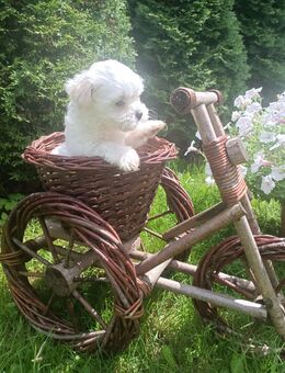 Wunderschöne Malteser Hundin suchen neue Zuhause 🐩 - Bielefeld