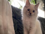2 Ragdoll Kitten suchen ab sofort ein tolles zu Hause - Merzenich
