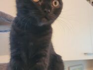 BKH Kitten - Chemnitz