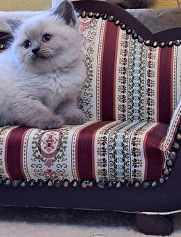 BKH Britisch Kurzhaar Kitten blue point - Müncheberg
