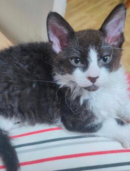 Besondere Kätzchen – Devon Rex-Mix mit Hauskatze – suchen ein liebevolles Zuhause - Mönchengladbach