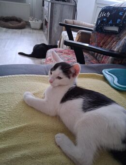 Kater - Salzgitter