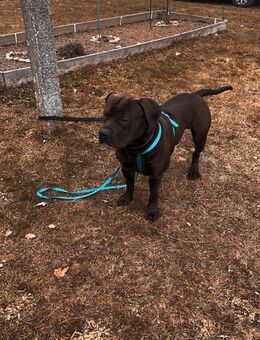Old English Bulldogge Mix - Mauth