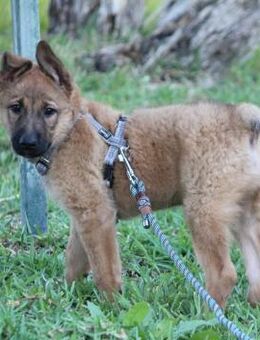 Kleiner Claude wartet auf seine Familie - Grevenbroich