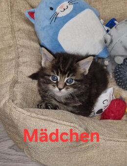 Reinrassige Maine-Coon-Kätzchen - Hamburg
