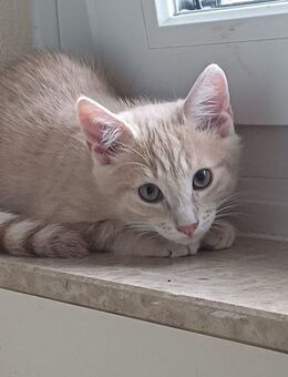 ✨ Ein süßer Babykater "Heilige 3 Könige" – geboren am 15.09.2025 – ab 08.12.2025 abzugeben ✨ - Hanau (Brüder-Grimm-Stadt) Großauheim