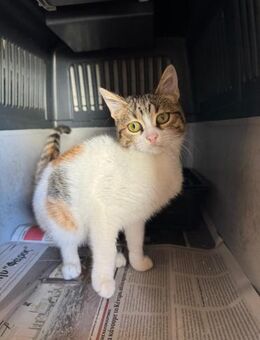 Hope aus dem Tierschutz - Grevenbroich