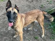 LUNA, Malinois, geb. 06/2021 - Heidenrod